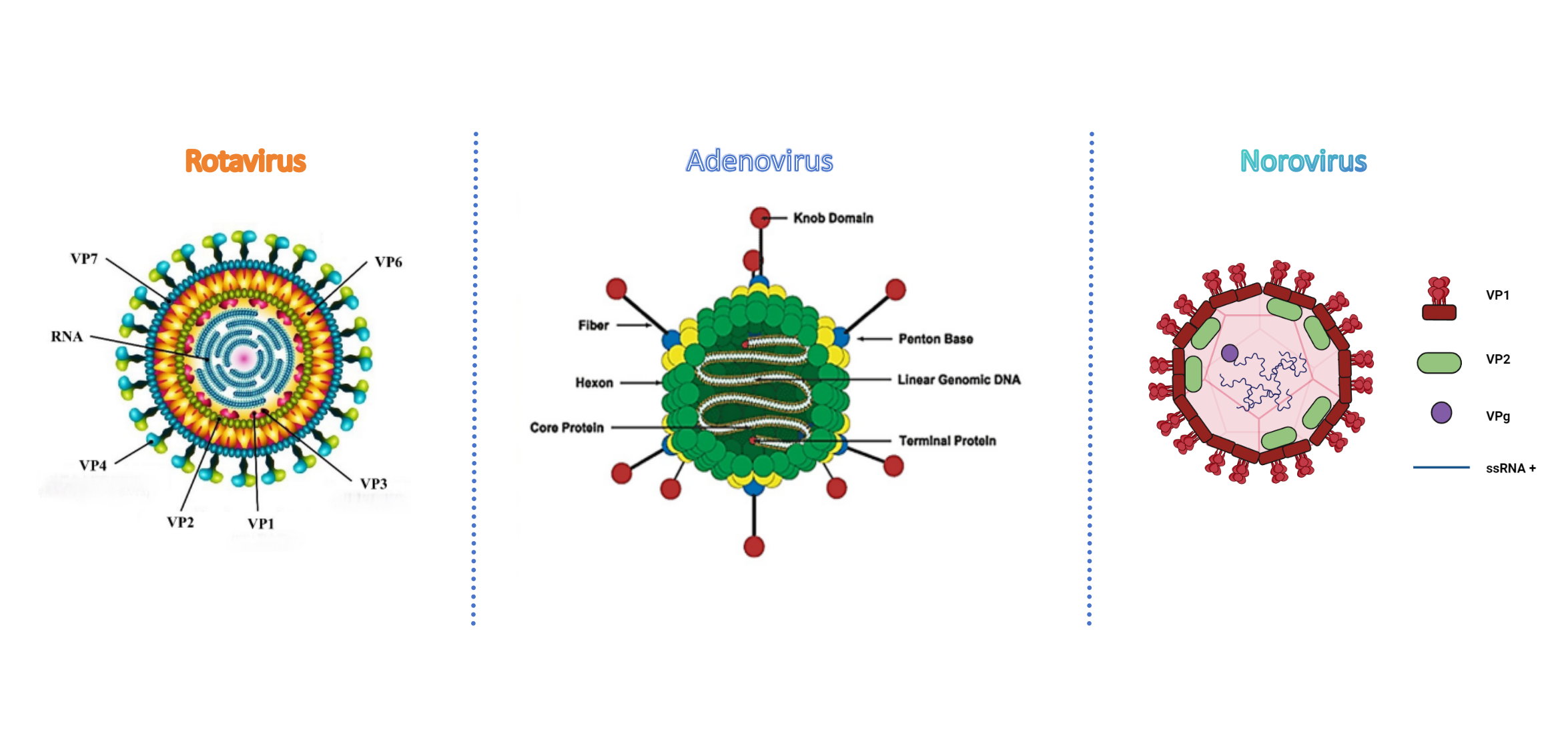 rotawirus norowirus adenowirus 