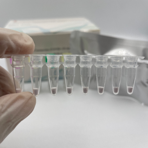  skuteczna klinika Liofilizowany test kwasu nukleinowego PCR